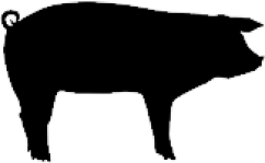 pig_bw