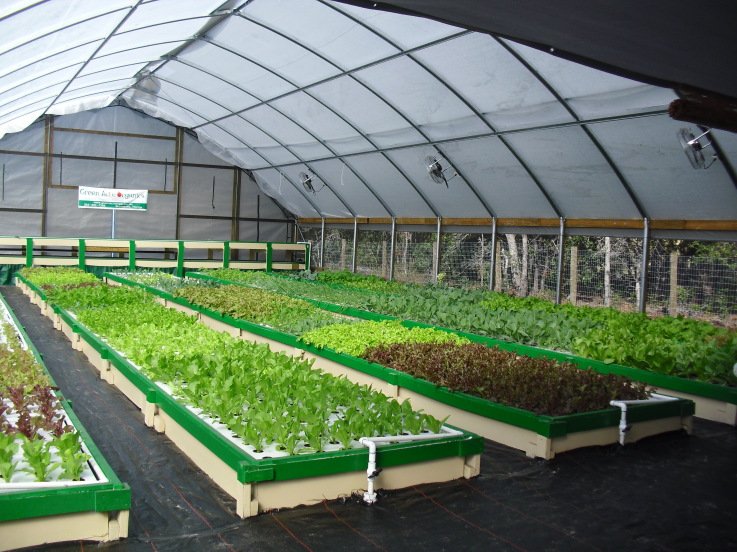 aquaponics
